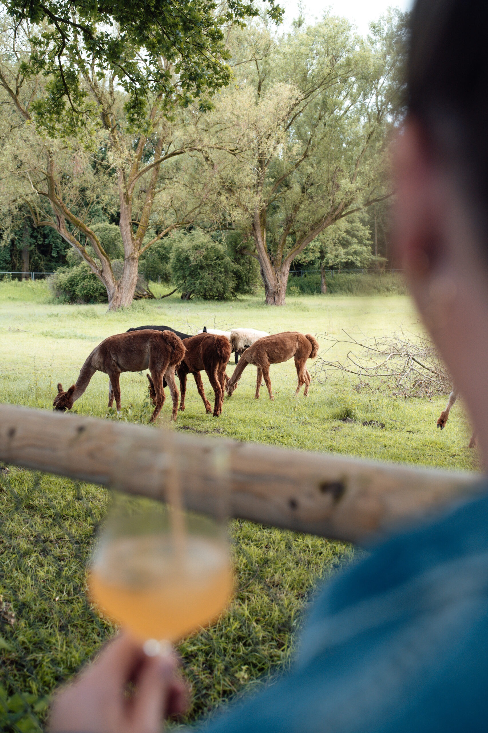 Afterwork mit Alpakas, Wein & Perlenschmuck - 05.08.2026 / 18-20:30 Uhr – Bild 2